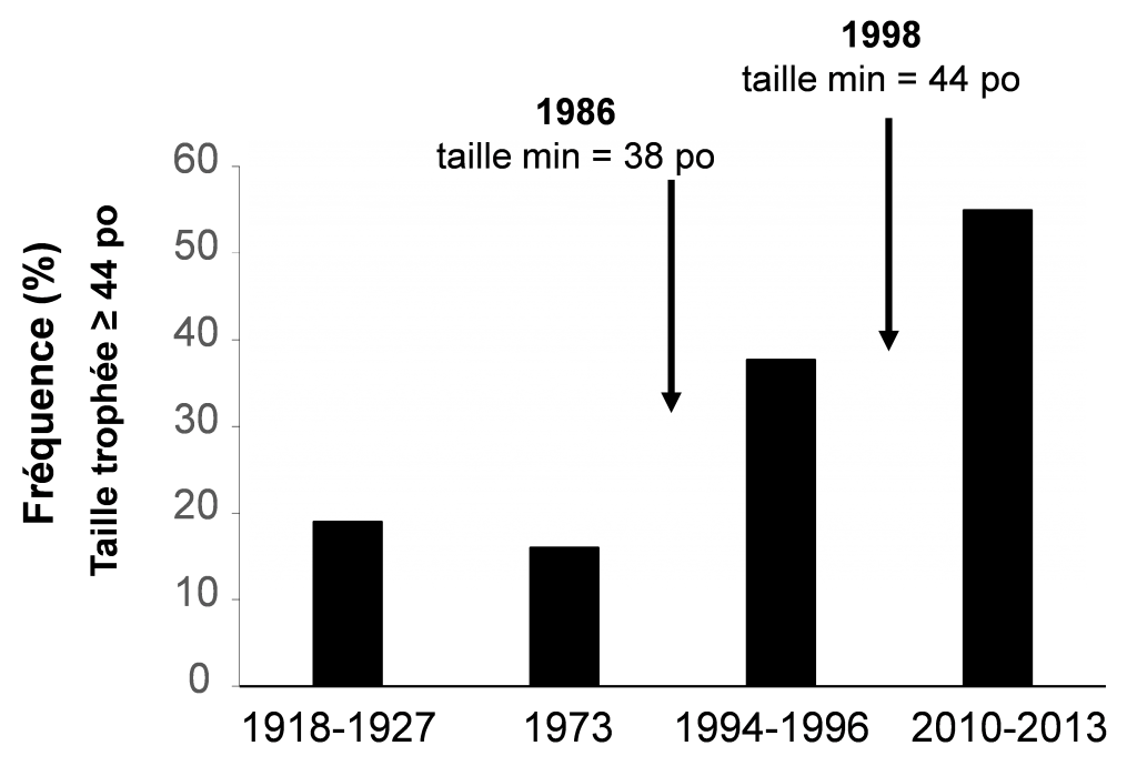 Figure 2 - Comparaisons historiques de la proportion de poissons de plus de 44 pouces capturés par la pêche sportive sur le lac St-Louis. L'année d'introduction des tailles minimales à 38 pouces en 1986, augmentées à 44 pouces en 1998, est également représentée.