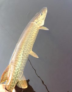 A lake Frontière Muskie