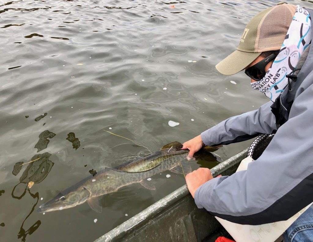 Angler and collaborator Luc LaRochelle releases a tagged muskellunge in the Rideau Canal. Note the white tag near the dorsal fin – this way, if an angler catches one of our tagged muskellunge, they can contact us to report where and when they caught their fish (there’s a unique ID # and contact info on the tag). Anglers who report tagged fish are entered in a $200 prize draw, and they also provide critical information about fish movements and health.