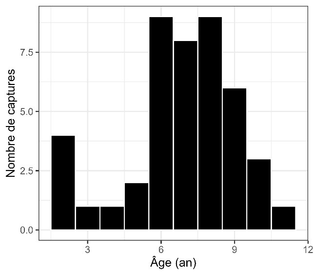 Figure 1. Histogrammes de longueur (panneau de gauche) et d’âge (panneau de droite) chez la population de maskinongés du lac Traverse.